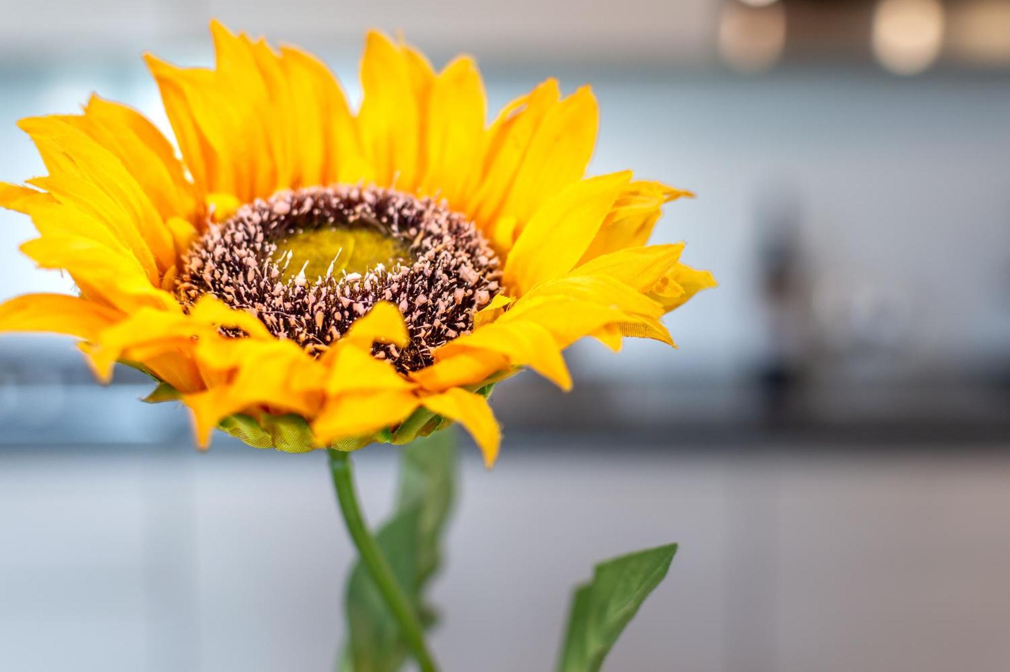 Sunflower Con Vista Su Siena Villa Corsano  Exteriör bild